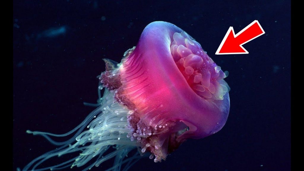turritopsis dohrnii Jellyfish