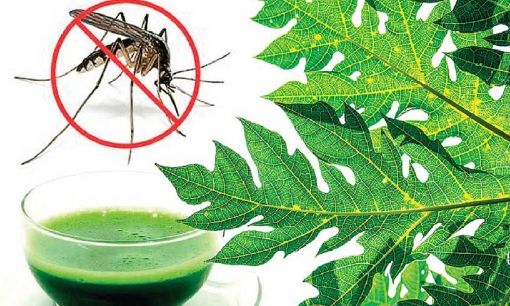 If dengue occurs, treat it immediately with papaya leaves