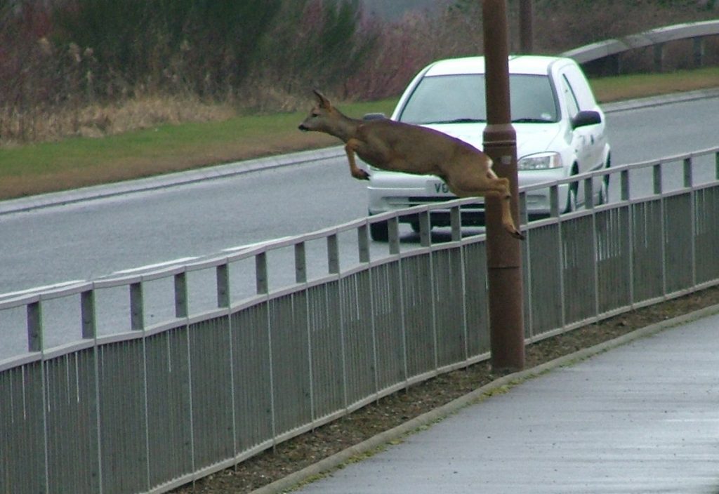 Deer jumping across the Road