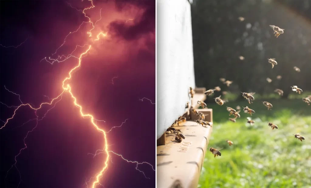 Honeybee can produced electricity